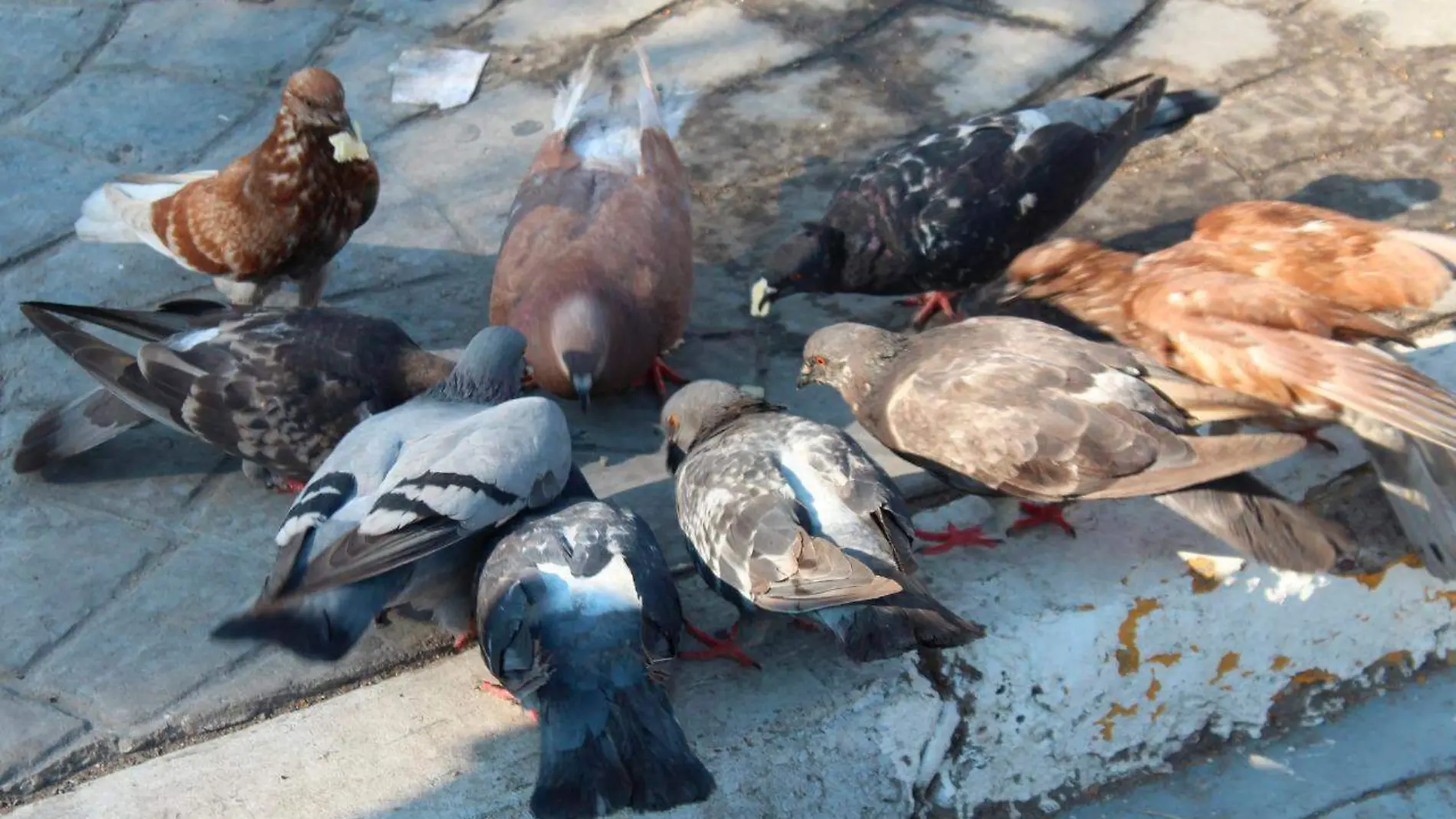 19 Palomas se han convertido en una plaga